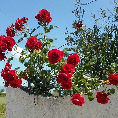Country House L'Ippocastano Altavilla Silentina Exterior foto